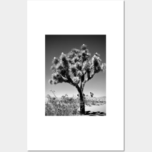 Ancient Joshua Tree Posters and Art